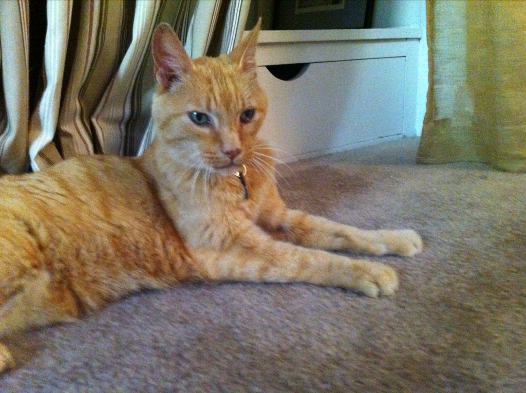 The majestic old cat, Saffron